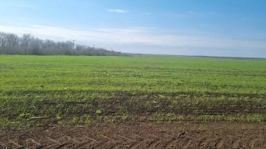 Удобряем Гром🌾 после подсолнечника🌻