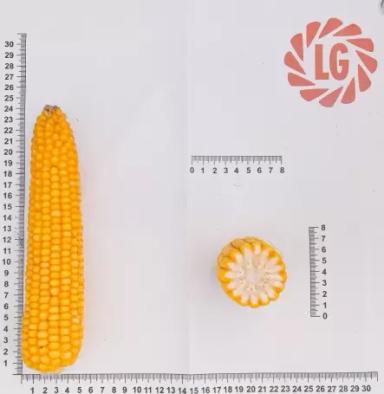 ЛГ 31330 гибрид кукурузы Лимагрейн