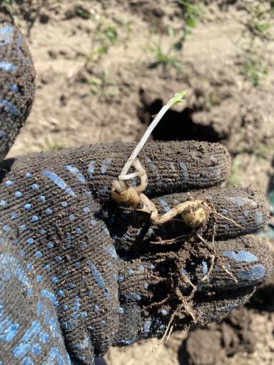 Что с горохом?