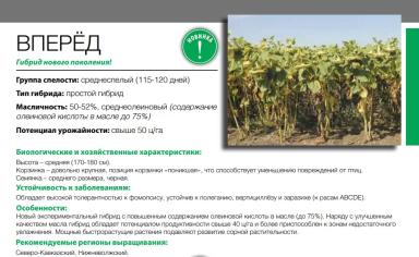Вперёд гибрид подсолнечника