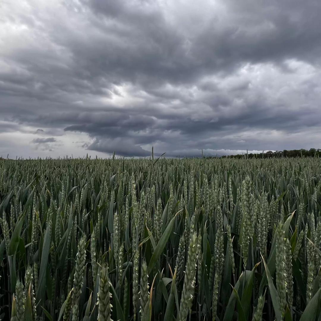 Озимая пшеница во всей своей красе.