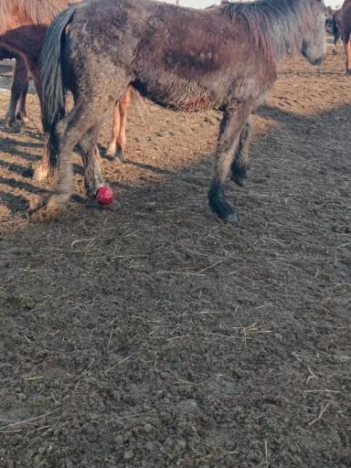 Вопросы из чатов: как лечить опухоль у лошади?