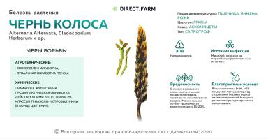 Чернь колоса