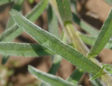 Липучка обыкновенная (оттопыреная, ежевидная)