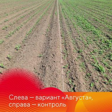 Камелот® на кукурузе