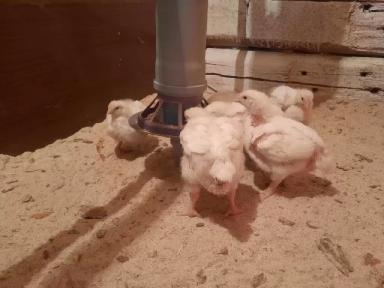 Обустройство птичника в сарае