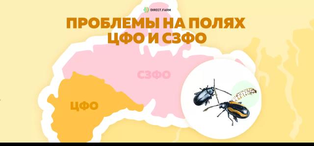 Угроза: Крестоцветные блошки