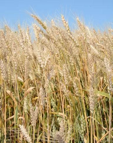 Донская степь