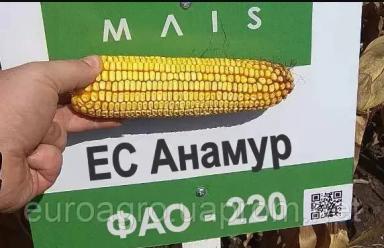 ЕС Анамур - гибрид кукурузы ( Zea mays L.).