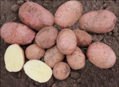 Гранд сорт картофеля