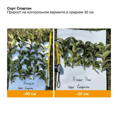 Оптимальный рост — максимальный потенциал сада