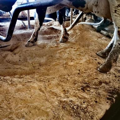 К чему может привести неправильная организация работы с песком для коров.