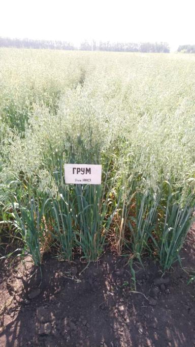 Грум сорт овса ярового