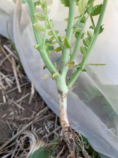 Вопросы из чатов: чем болеет нут?