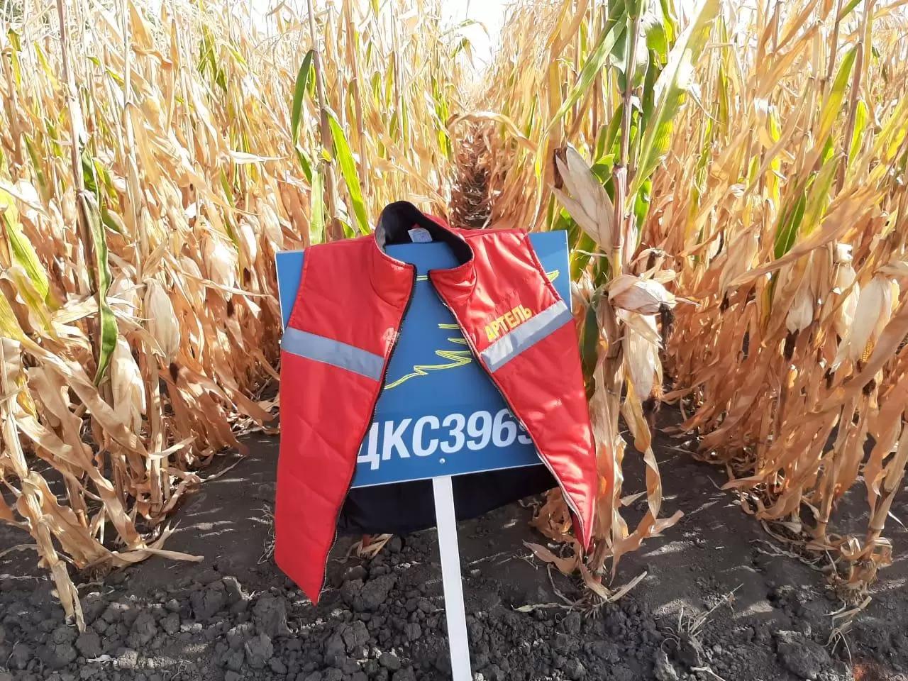 Сравнение гибридов кукурузы и подсолнечника на демоплощадке АртПолигон