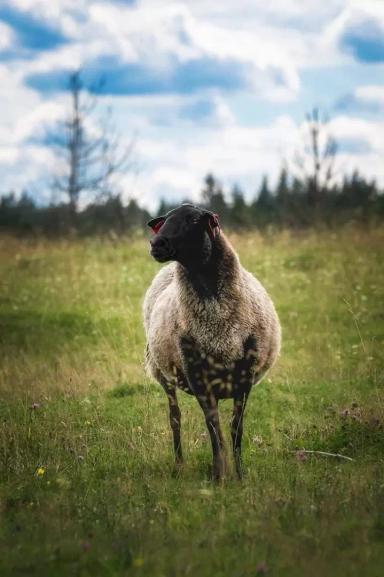 Вопрос-ответ. Что делать, если у овцы после окота нет молока?