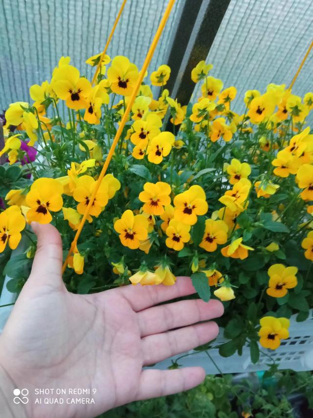 Цветущий сад. Личный опыт.