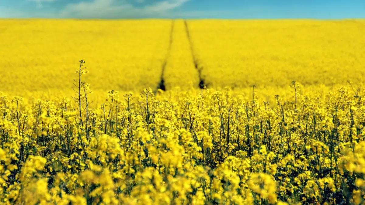 Минсельхоз предложил с 1 сентября разрешить экспорт рапса с Дальнего Востока