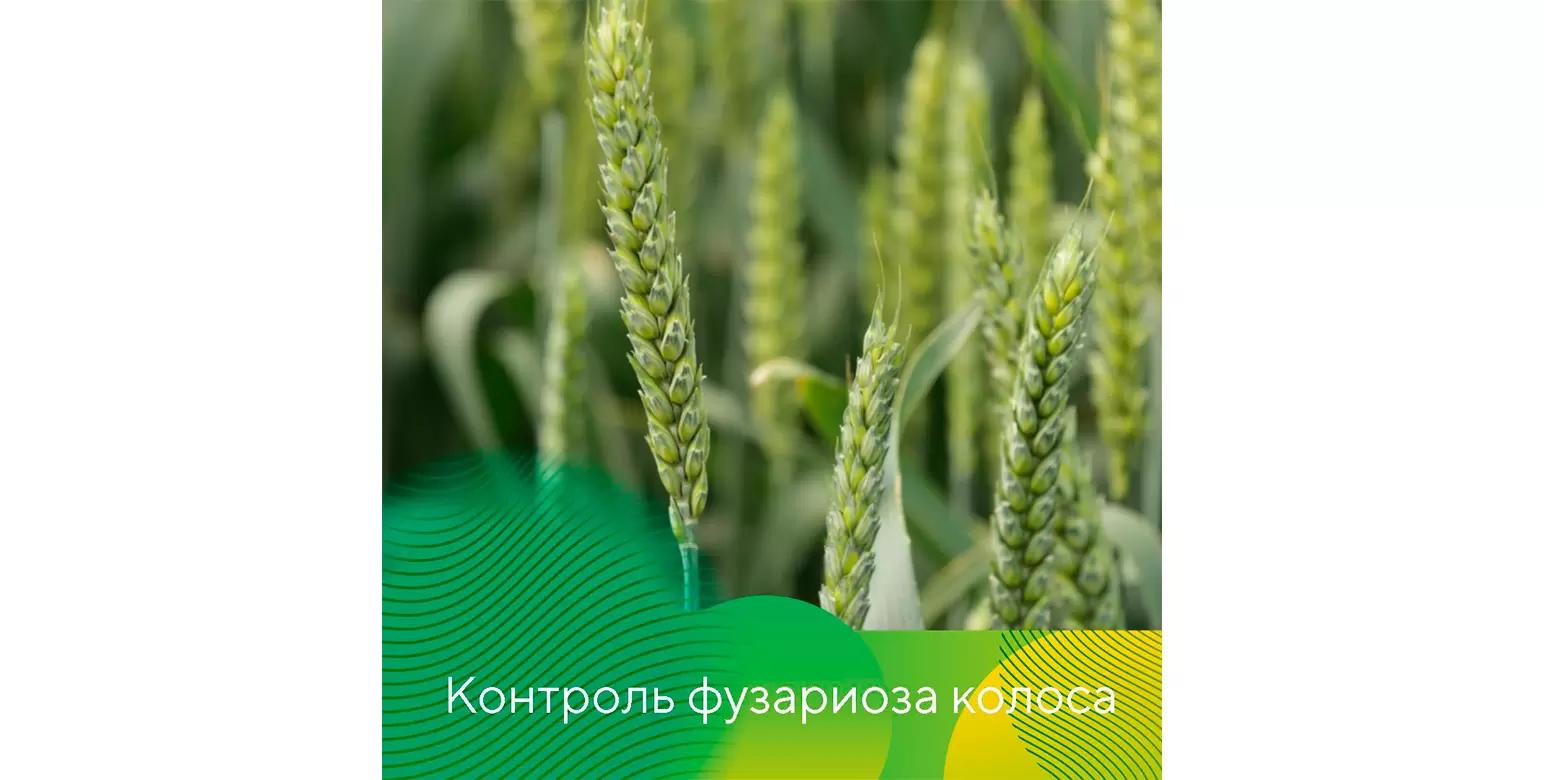Контроль фузариоза колоса