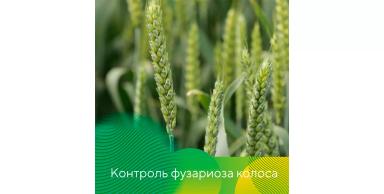 Контроль фузариоза колоса