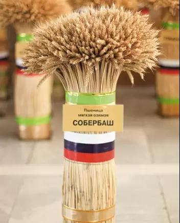 Собербаш сорт мягкой озимой пшеницы
