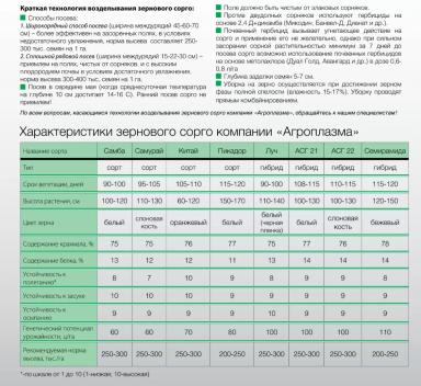 Самурай сорт зернового сорго