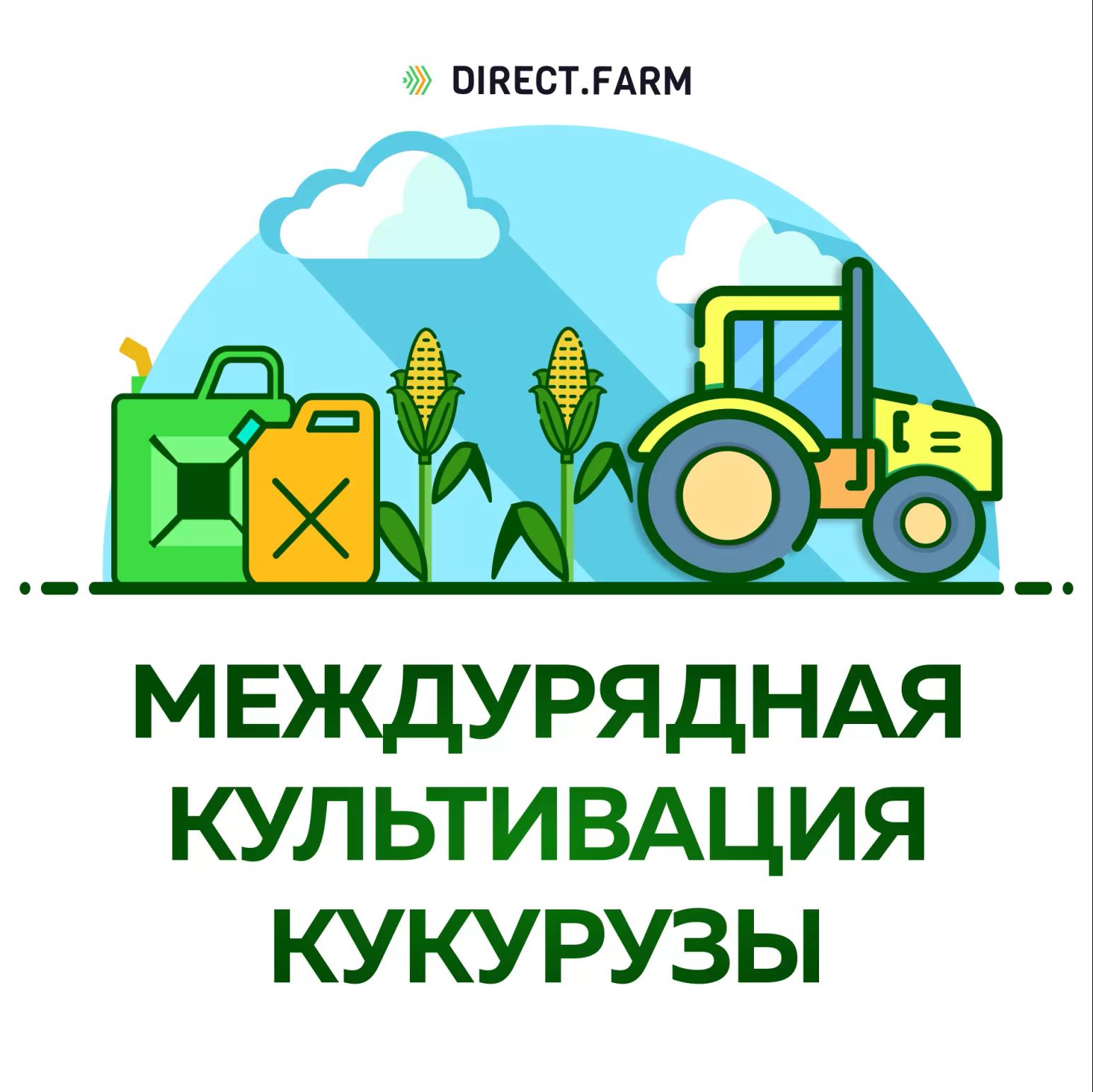 Нужна ли междурядная культивация кукурузы?