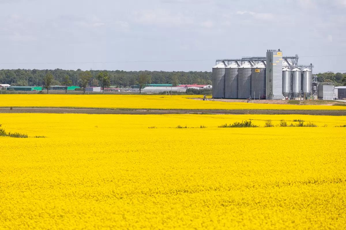 Минсельхоз инициирует повышение пошлины на экспорт рапса с 1 марта 2023 года
