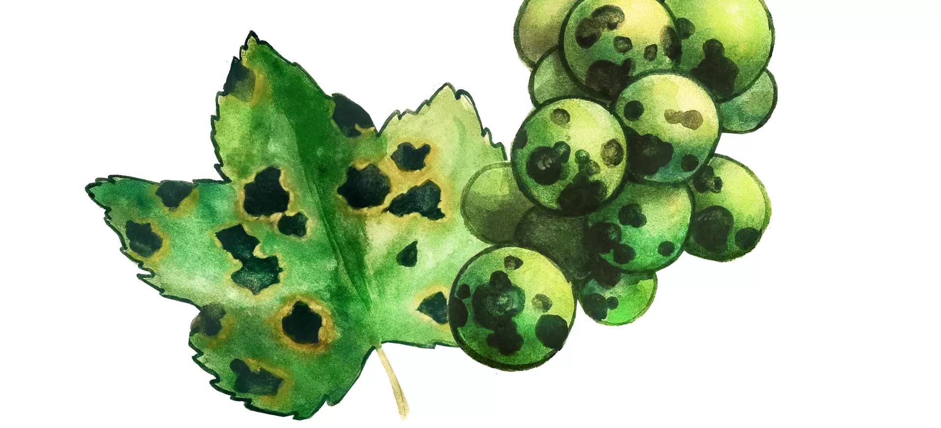 Эскориоз (сухорукавность, фомопсис, черная пятнистость)