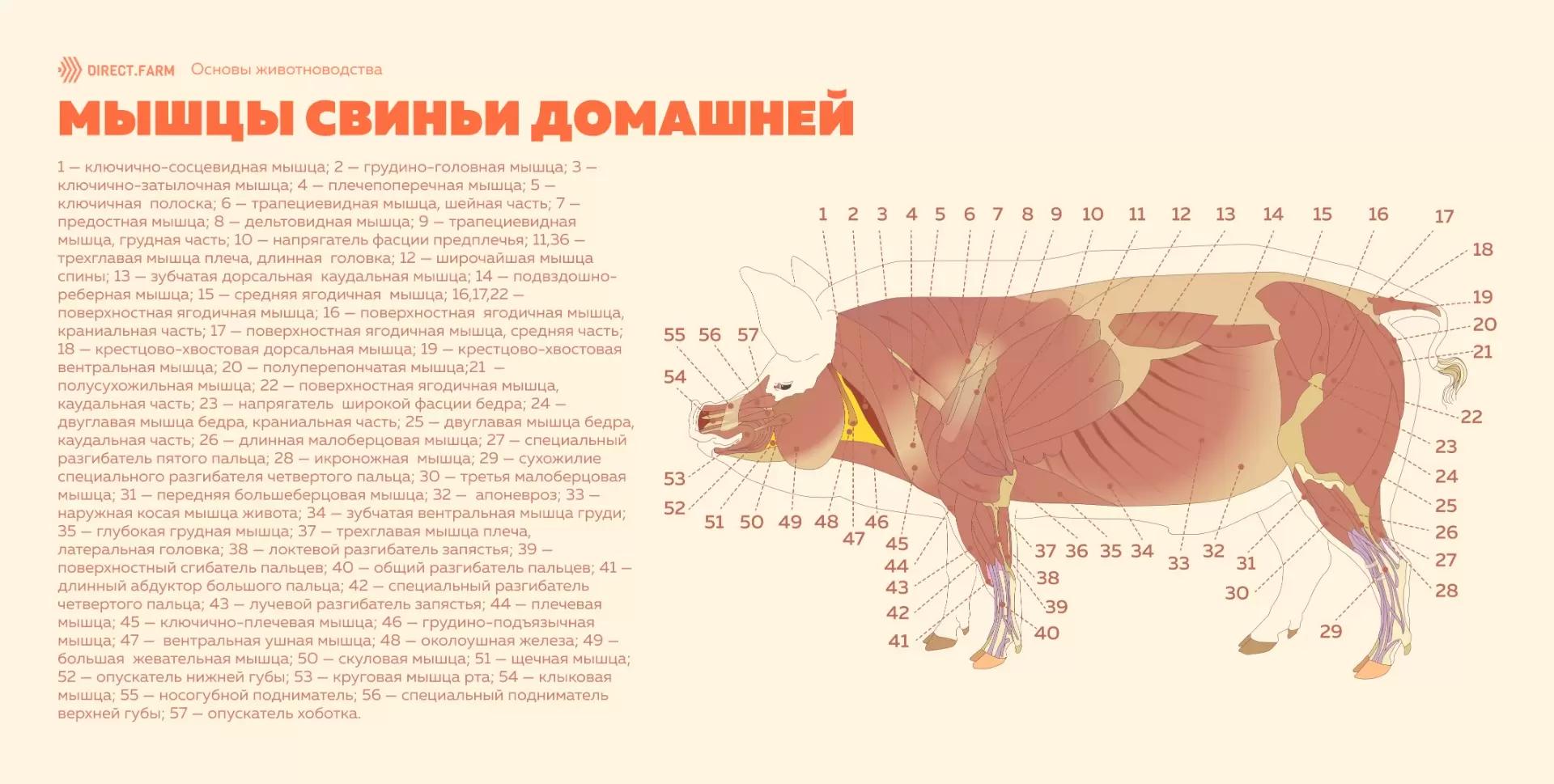 Особенности строения и расположения мышц свиньи домашней