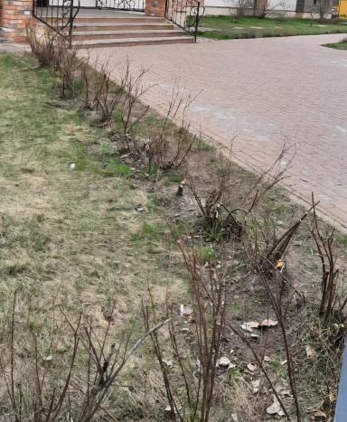 Ремедиация почвы после ПГС (противогололёдных смесей)