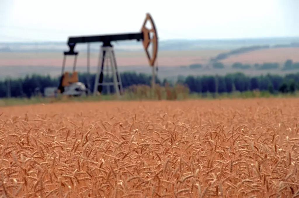 «Нефтяное пятно» на пшеничном поле