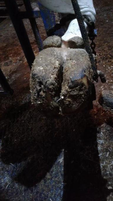 Торцовые копытца