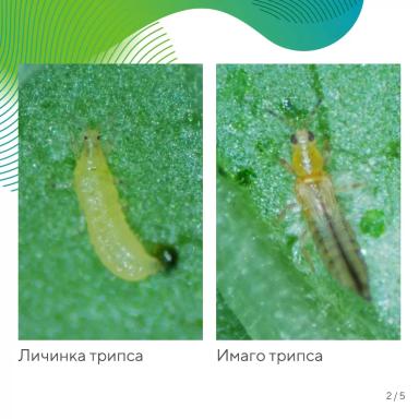 «Вредный объект? У «Августа» ответ!»