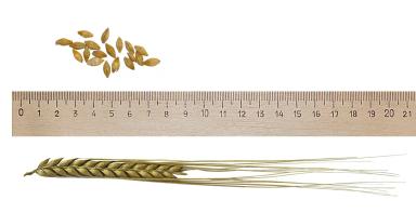 Паустиан (PAUSTIAN) сорт ярового ячменя