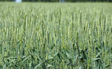 Геракл сорт мягкой яровой пшеницы