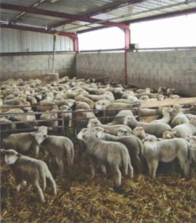 Дюдэ – Овцеводство. Гл. 15-2. Стойловое выращивание ягнят