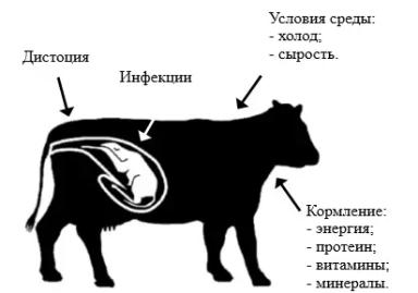 Синдром слабых телят в мясном скотоводстве