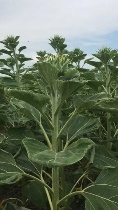 Что с подсолнечником, заворачиваются листья?