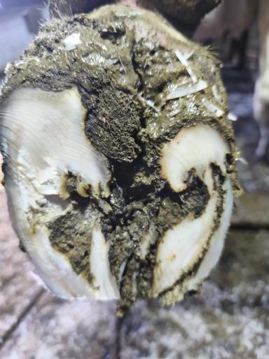 Кератинизация копытного рога.