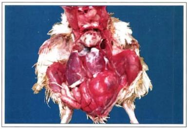 Колибактериоз птицы (колисептицемия)