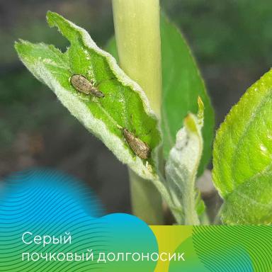 Защита садов от вредителей весной