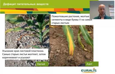 Особенности применения удобрений при возделывании кукурузы