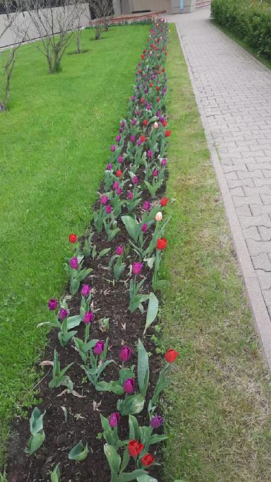 Ремедиация почвы после ПГС (противогололёдных смесей)