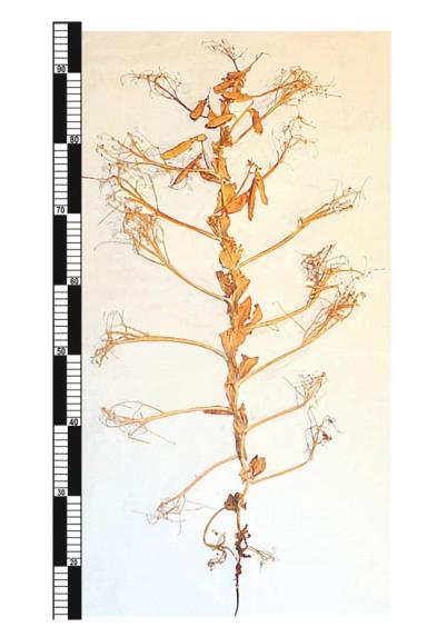 Амулет - сорт гороха посевного