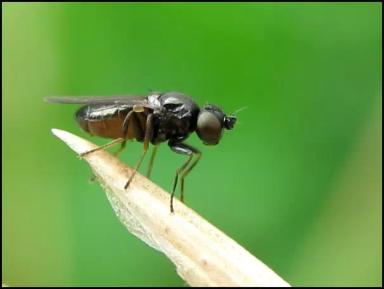 Овсяная шведская муха