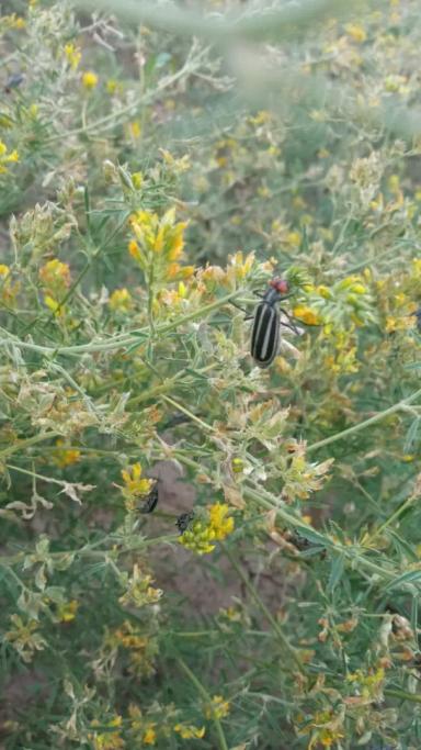 Вопросы из чатов: что за вредитель?