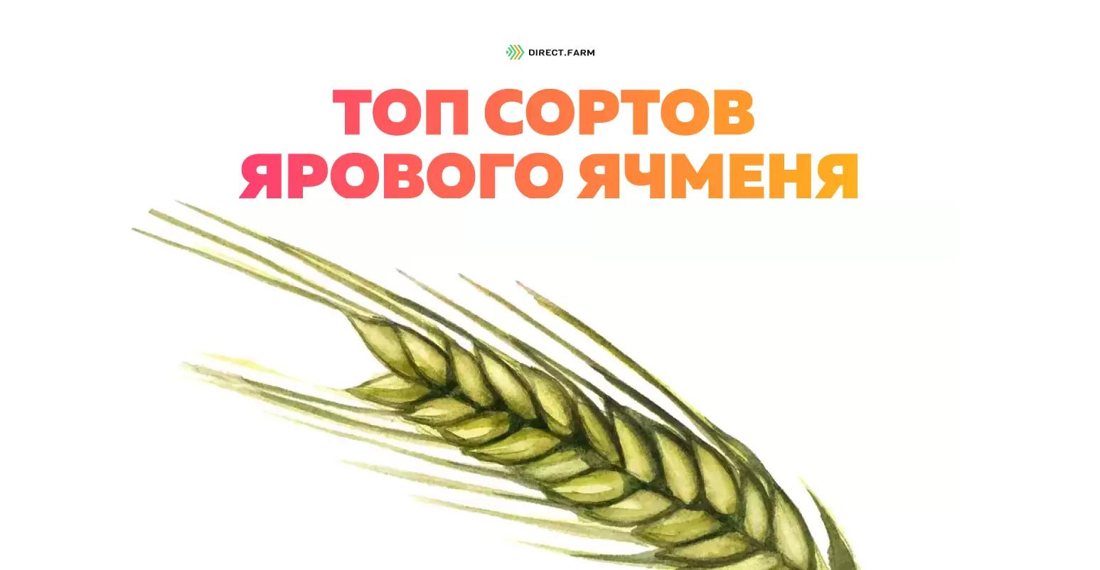 Топ сортов ярового ячменя
