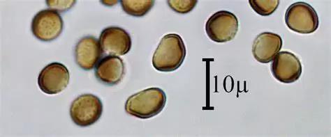 Твёрдая (каменная) головня ячменя