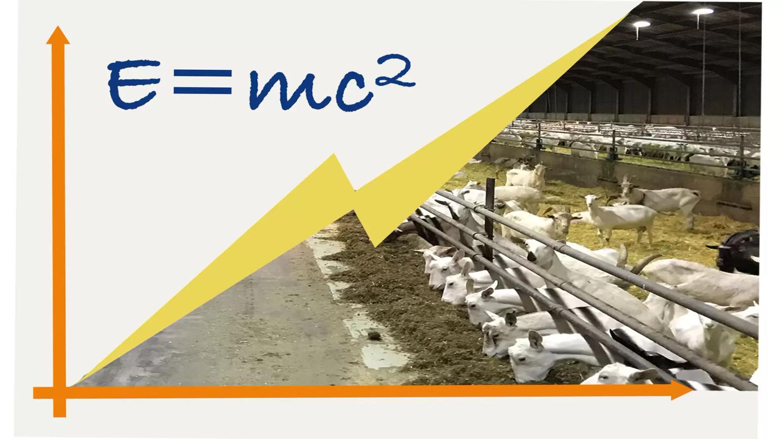 Увеличение энергии в рационах для коз: между теорией и практикой